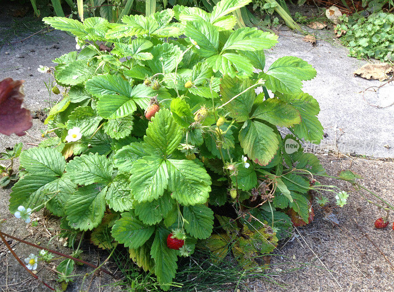 未栽培的野生草莓，有花，红浆果(Fragaria vesca)